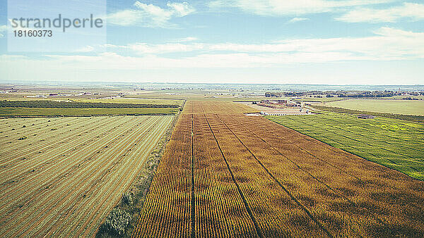 Spanien  Katalonien  Lleida  Luftaufnahme von Maisfeldern auf dem Land