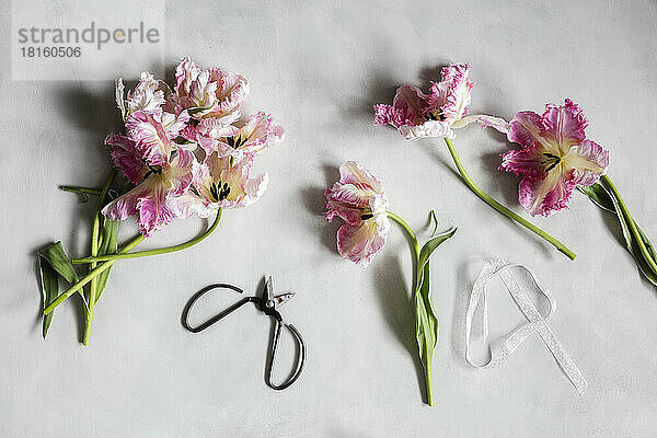 Scissors  piece of string and blooming Silver Parrot tulips lying against white background
