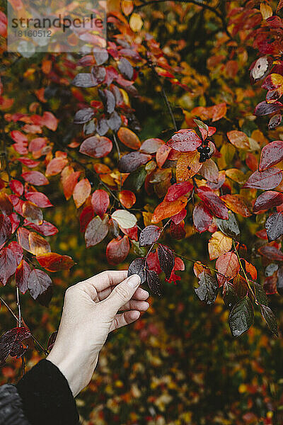 Hand of woman holding red autumn leaf