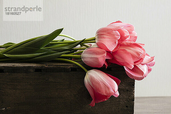 Pink blooming Don Quichotte tulips lying on top of wooden box