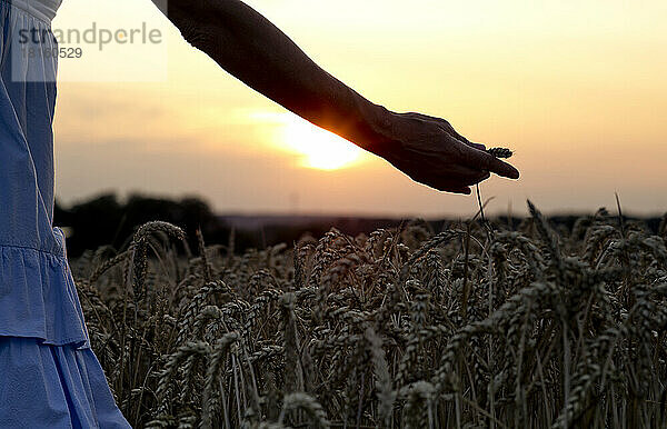 Hand einer älteren Frau berührt Weizenähre im Feld