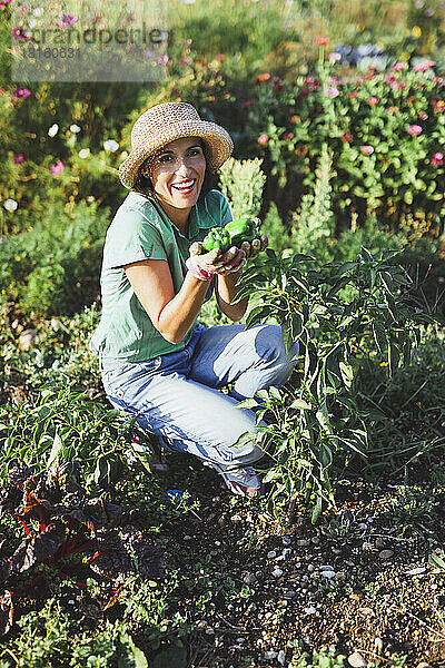 Glücklicher Gärtner mit Paprika  der an einem sonnigen Tag auf dem Feld kauert