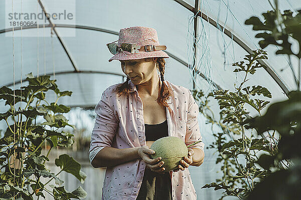 Reifer Bauer hält Cucumis-Melone im Gewächshaus