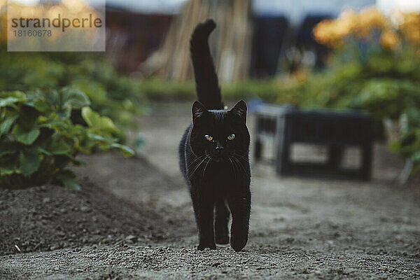 Schwarze Katze geht im Garten spazieren
