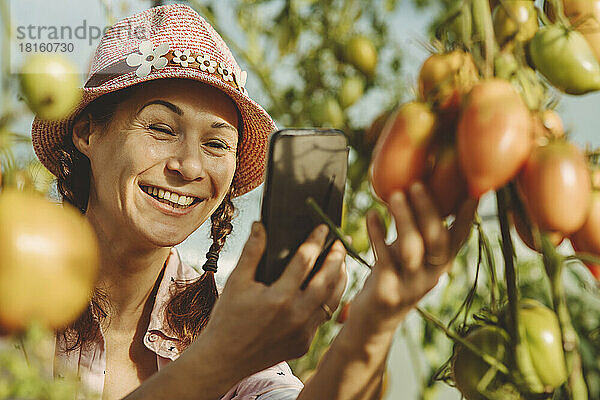 Glücklicher reifer Bauer fotografiert Tomatenpflanzen per Handy im Gewächshaus