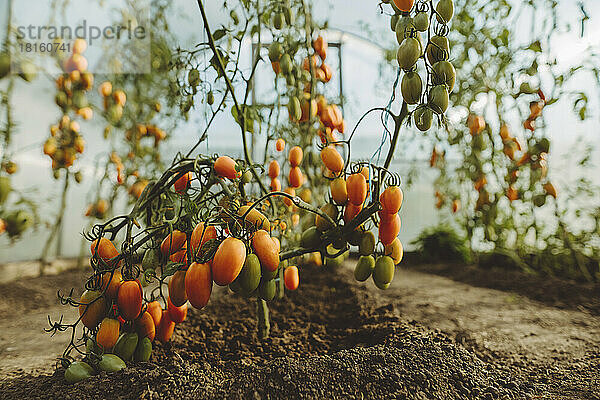 Frische reife Tomaten auf Pflanzen im Gewächshaus