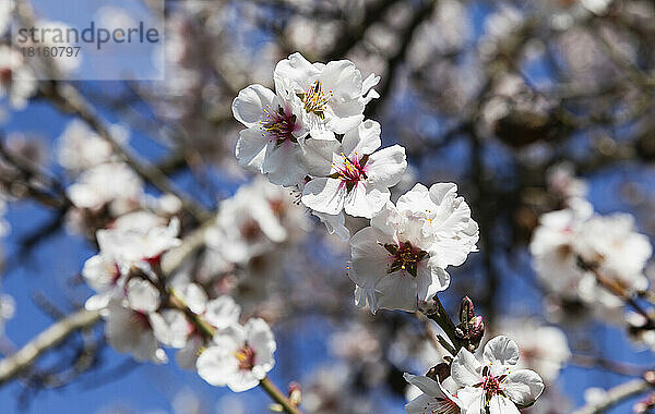 Germany  Rhineland-Palatinate  Branches of white blossoming almond tree