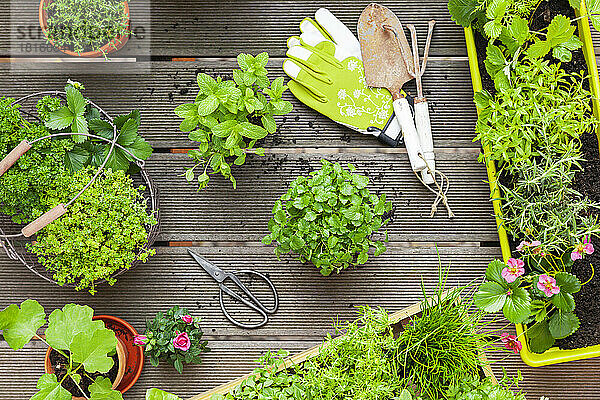 Various summer herbs cultivated in balcony garden