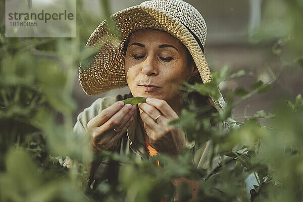 Frau mit Strohhut riecht grüne Erbse im Garten