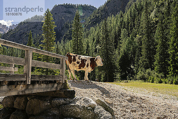 Kuh steht an einem sonnigen Tag an einer Brücke vor Bäumen