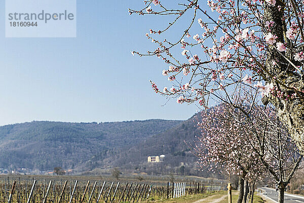 Deutschland  Rheinland-Pfalz  Edenkoben  Blühende Mandelbäume mit Hügeln im Hintergrund