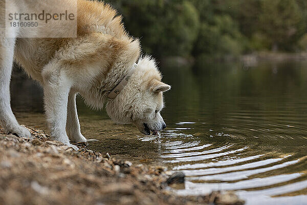 Dog drinking water from lake in forest