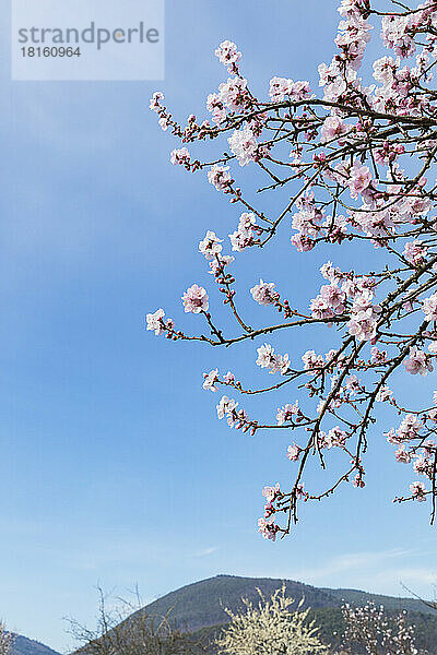 Deutschland  Rheinland-Pfalz  Edenkoben  Zweige eines rosa blühenden Mandelbaums vor klarem Himmel