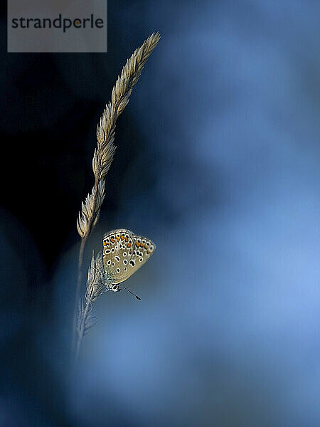 Blaues Blaugras (Polyommatus icarus)  das nachts im Gras hockt