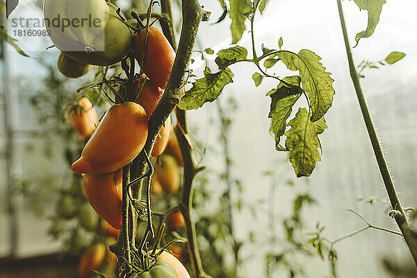 Frische reife Tomaten  die im Gewächshaus angebaut werden