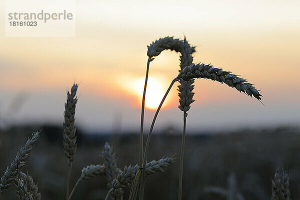 Weizenähre bei Sonnenuntergang