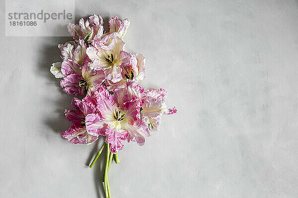 Bouquet of pink blooming Silver Parrot tulips lying against white background