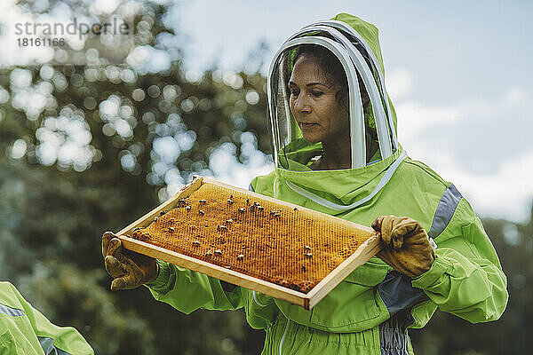 Imker im Schutzanzug untersucht Bienenstock