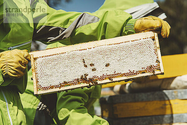 Hände eines Imkers  der an einem sonnigen Tag einen Bienenstock hält