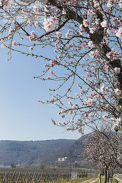 Deutschland  Rheinland-Pfalz  Edenkoben  Zweige eines rosa blühenden Mandelbaums mit Hügeln im Hintergrund