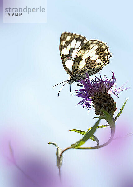 Marmorweiß (Melanargia galathea) hockt auf einer Wildblume