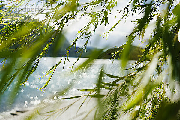 Zweige vor dem Molvenosee an einem sonnigen Tag