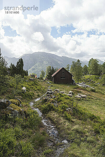 Bach fließt durch Schafe  die auf Gras grasen  mit Berghütte im Hintergrund
