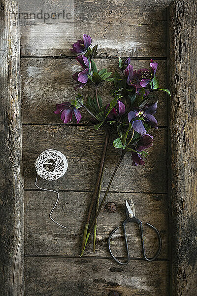 String  scissors and blooming hellebores lying on wooden table