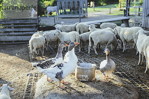 Gänse und Schafe auf der Geflügelfarm