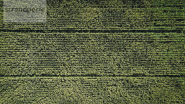 Luftaufnahme eines grünen Maisfeldes