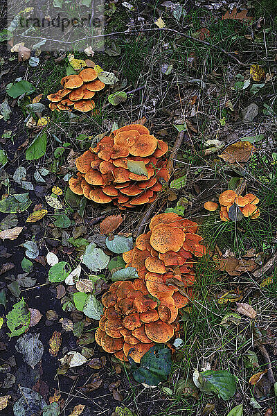 Mushrooms growing on forest floor in autumn