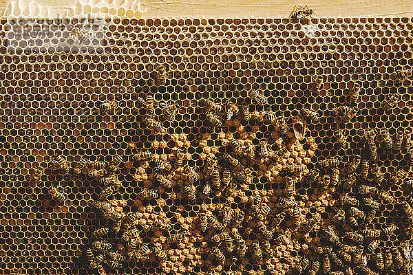 Honigbienen im Bienenstock im Bienenhaus