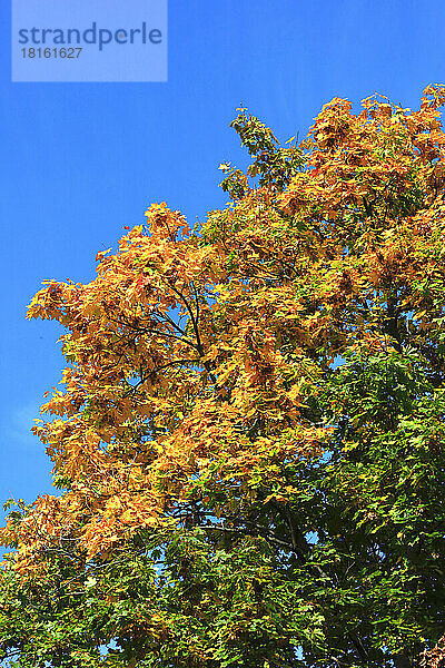 Baumkronen verändern im Herbst ihre Farbe