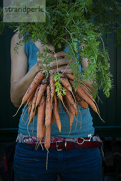 Midsection of woman holding bunch of freshly harvested carrots
