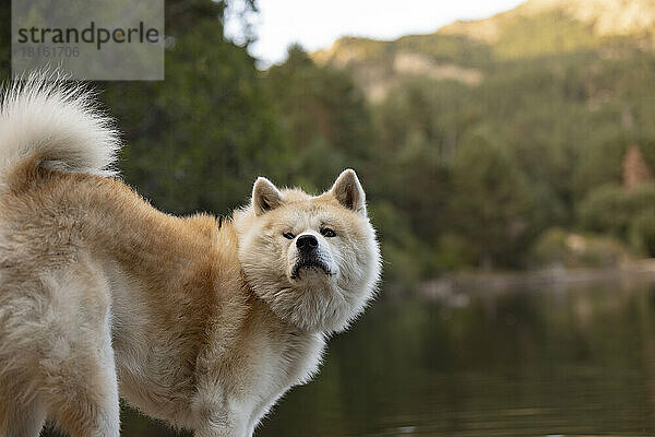 Cute dog standing by lake in forest