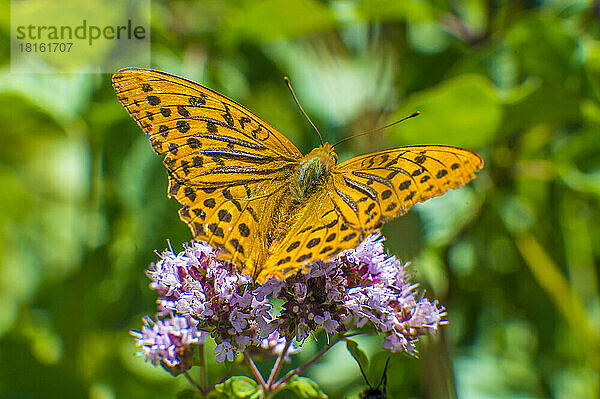 Silbergewaschener Perlmutterfalter (Argynnis paphia)  der auf einer blühenden Blume sitzt