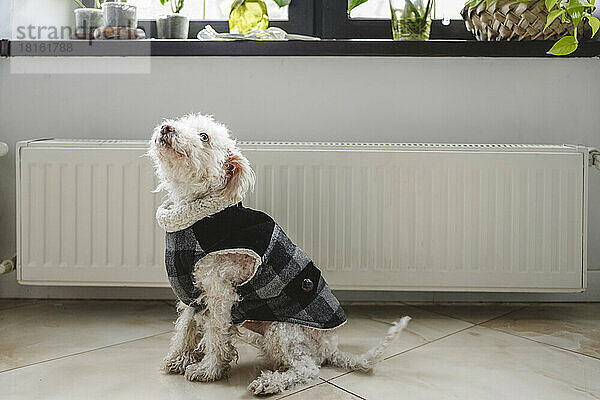 Niedlicher Hund im Mantel sitzt vor dem Heizkörper