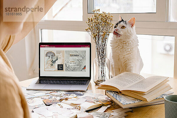 Katze streckt die Zunge heraus und sitzt zu Hause neben Vase und Laptop auf dem Schreibtisch