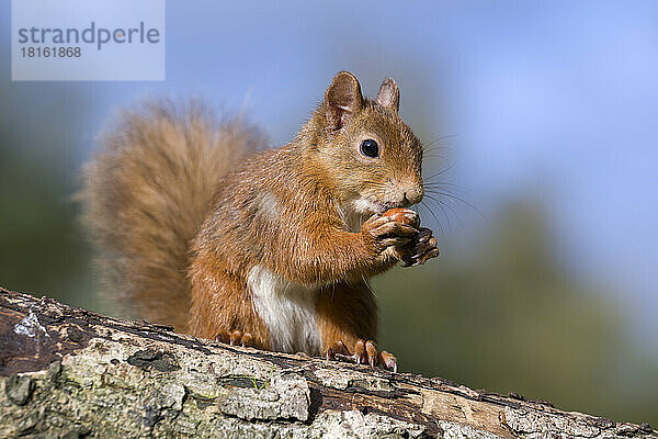 Porträt eines Eichhörnchens (Sciurus vulgaris) beim Fressen im Freien