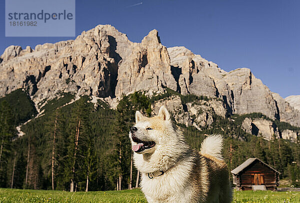 Hund vor den Dolomiten an einem sonnigen Tag  Italien