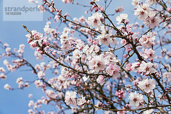 Deutschland  Rheinland-Pfalz  Zweige eines rosa blühenden Mandelbaums