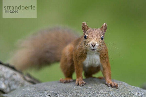 Porträt eines roten Eichhörnchens (Sciurus vulgaris)  das im Freien steht