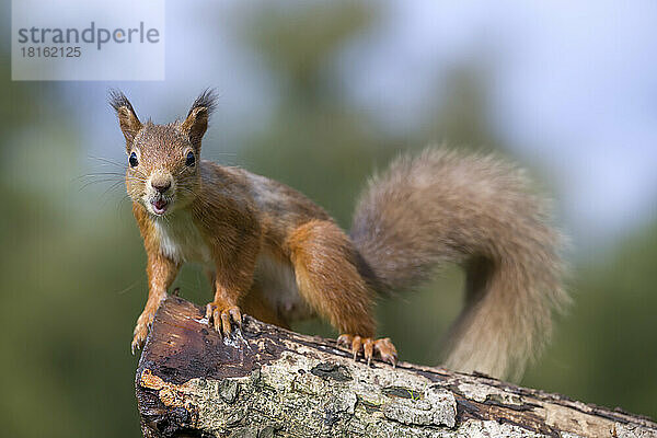 Porträt eines roten Eichhörnchens (Sciurus vulgaris)  das auf einem Baumstamm steht