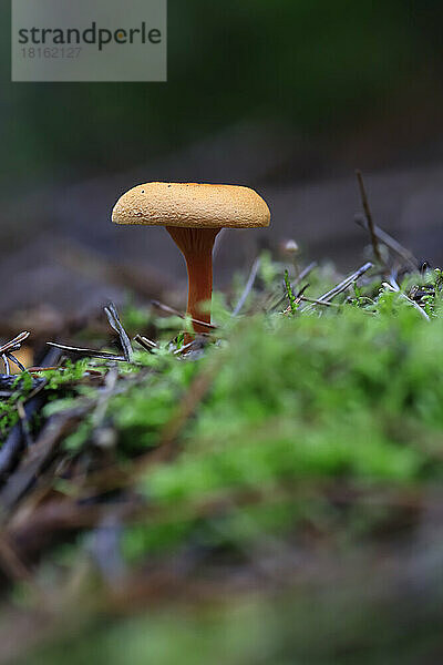 Kleiner Pilz wächst auf Waldboden