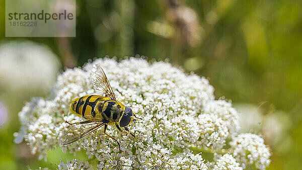 Schwebfliege ernährt sich von blühenden Blumen