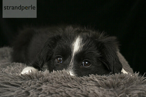 Border collie puppy resting on pet bed against black background