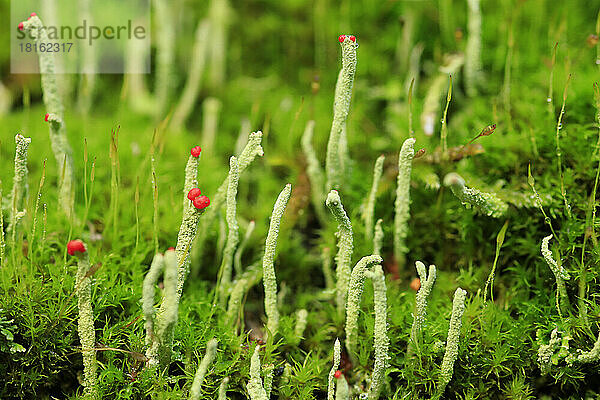 Stängel der Grünen Flechte (Cladonia floerkeana)