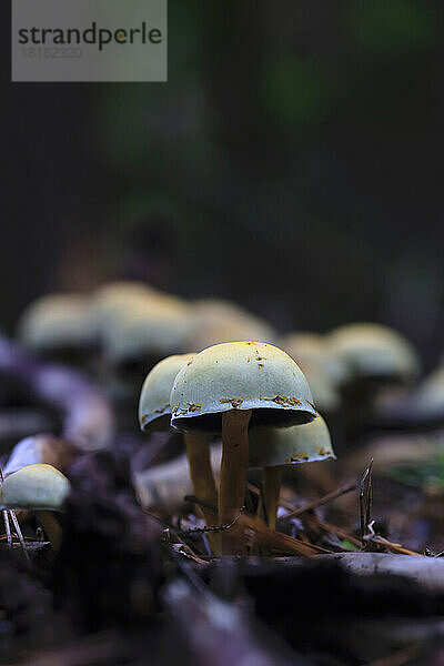 Kleine Pilze wachsen auf dem Waldboden