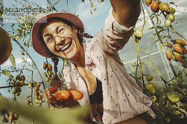 Fröhlicher Bauer hält frische Tomaten im Gewächshaus