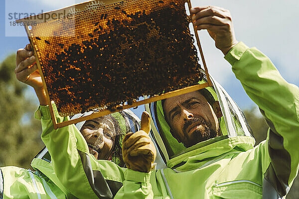 Imker analysieren Bienenstock an sonnigem Tag